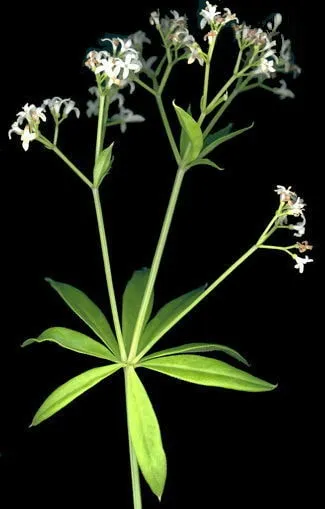 Asperule Aspérula