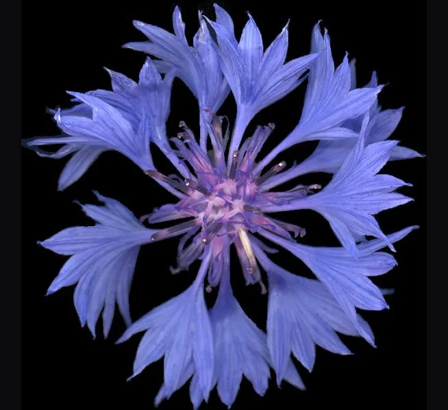 Bleuet Centaurea cyanus Bleuet