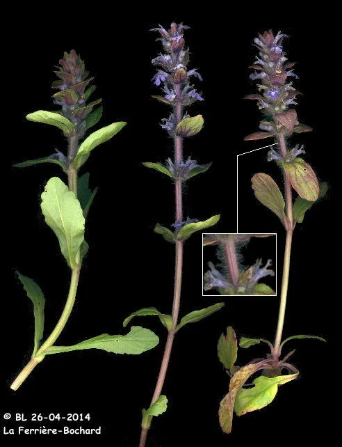 Bugle rampante Bugle rampante