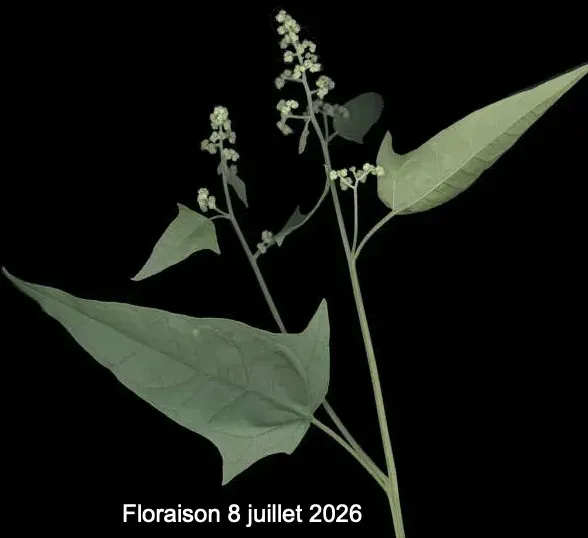 Chenopodiastrum fleurs