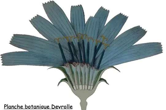 chicorée Deyrolle