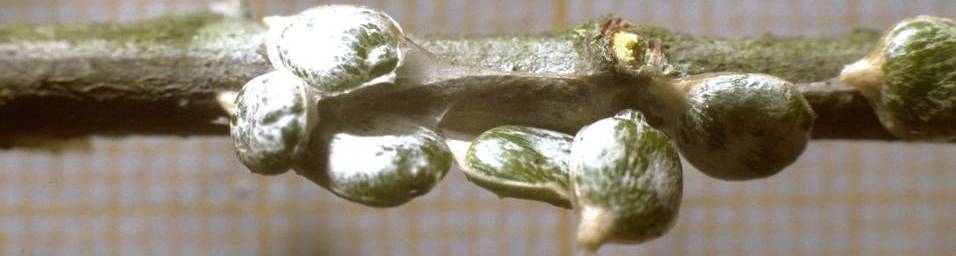 Guis nouveaux ! Fiente de grive