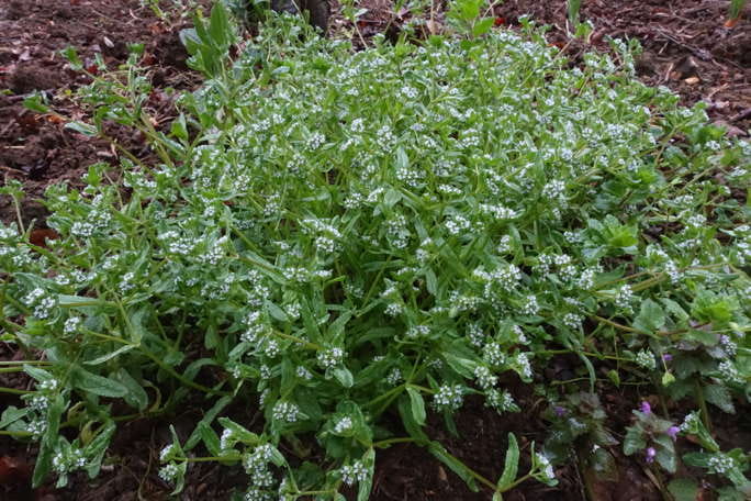 Jacinthe en fleurs Jacinte fleurs