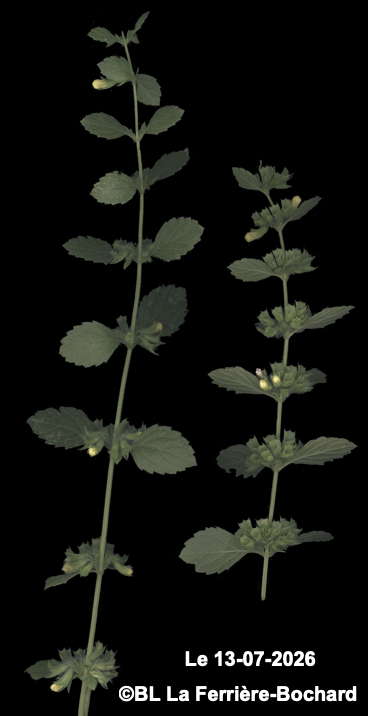 melisse officinale