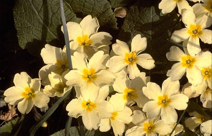 Primula vulgaris