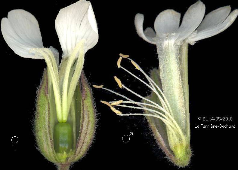 Silène Fleur mâle femelle