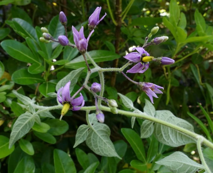 solanum dulcamara