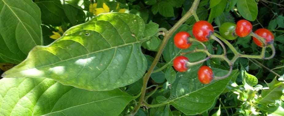 Douce-amère fruits
