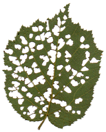 Feuille de noisetier