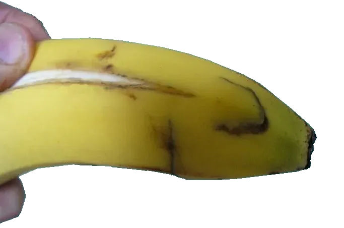 Banane cochon