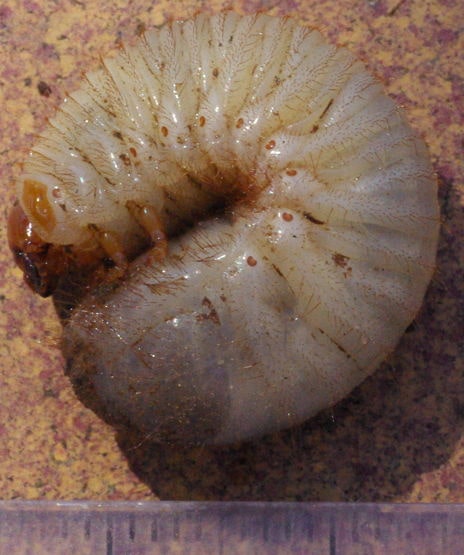 Larve de Cétoine