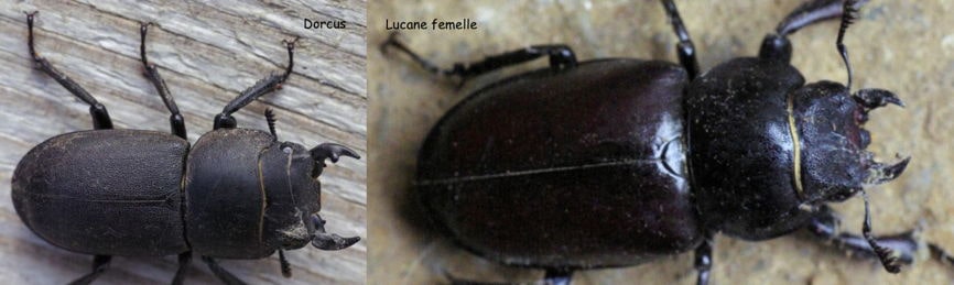 Dorcus Lucane