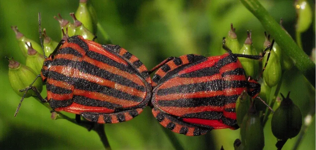 Graphosoma italicum