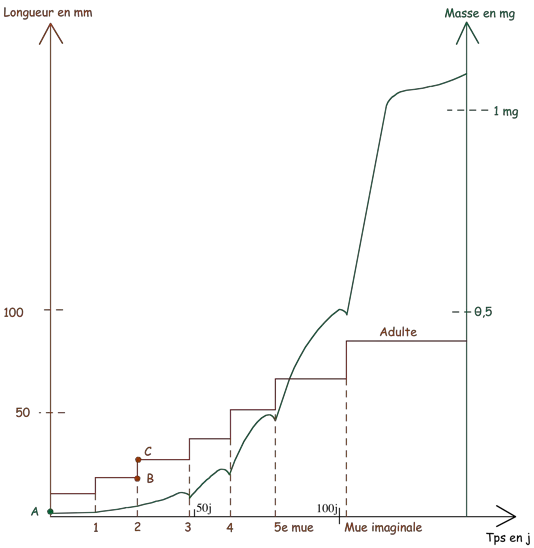 Croissance des phasmes