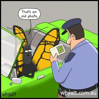 Humour Papillon