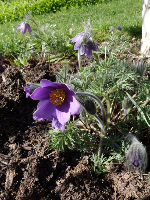 Visite de jardins