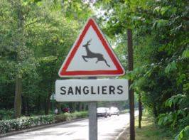 Sanglier ?