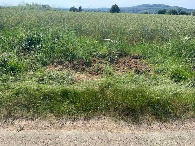 Vermillis