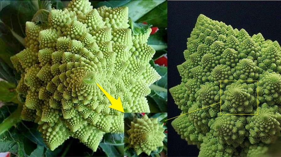 Fractale Chou Romanesco