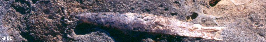 Bélemnite Calvados Bélemnite Calvados