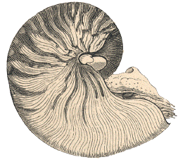 Nautile