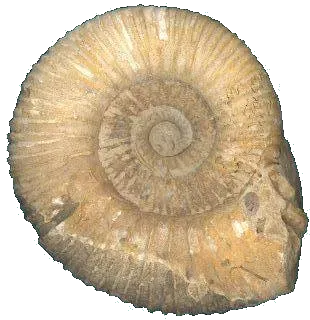 Parkinsonia parkinsoni Jurassique moyen