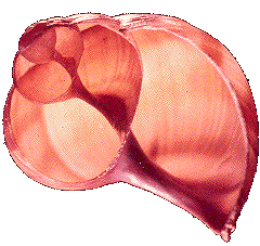 Spirale hélicoïdale gastéropode