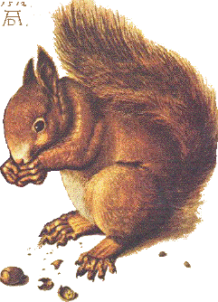 Voici comment les écureuils retrouvent leurs noisettes – Allez savoir!