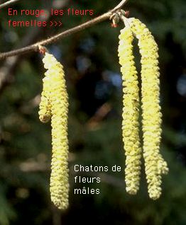 Fleurs
