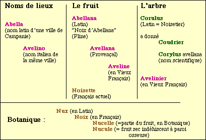 Etymologie de noisetier