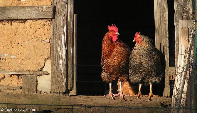 dimorphisme sexuel coq poule