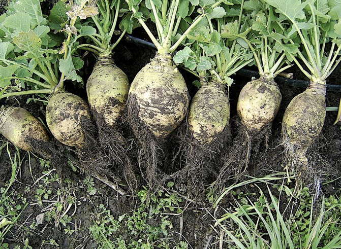 Rutabaga