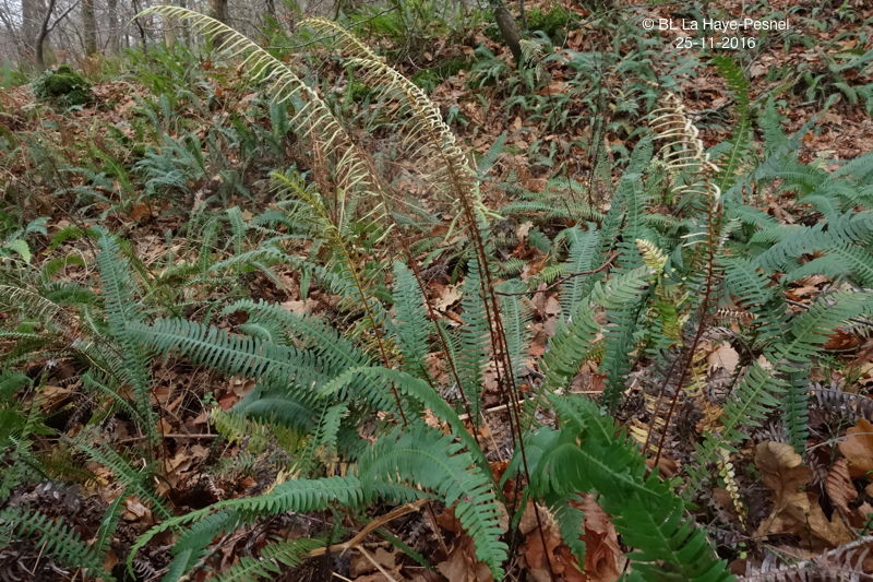 Blechnum spicant