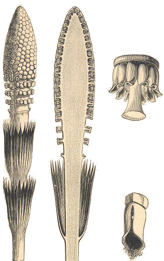 Equisetum