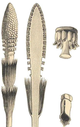 Equisetum