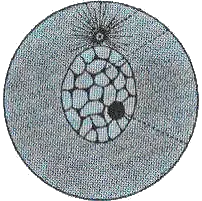 Animation mitose