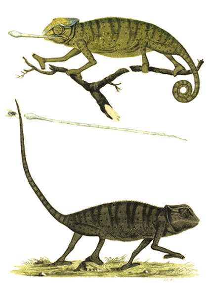 Caméléon dessiné par John-Frederick Miller