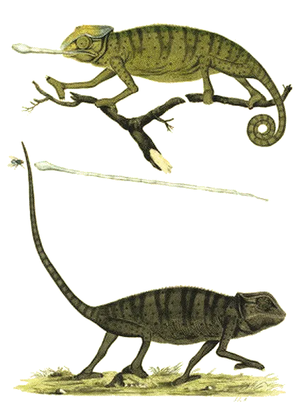 Caméléon dessiné par John-Frederick Miller