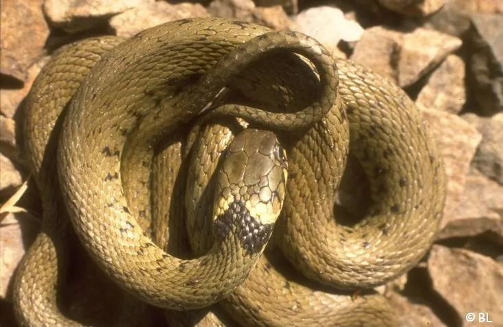 Couleuvre à collier