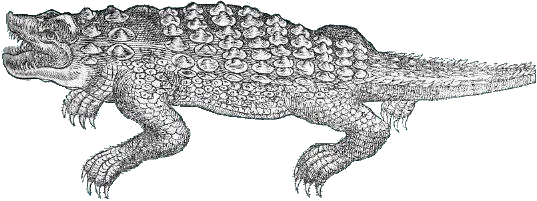 Crocodile
