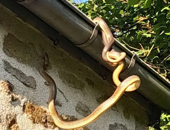 Esculape Fontenai-les-Louvets