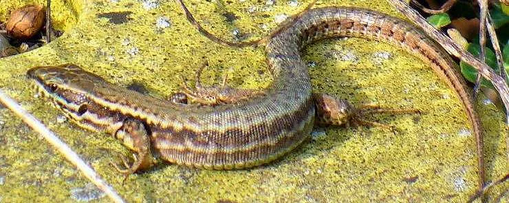 Lézard des murailles
