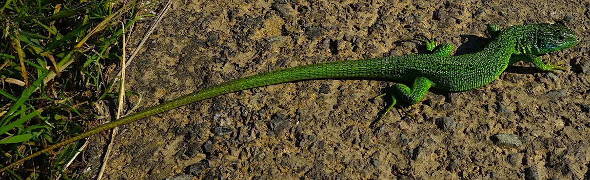 Lézard vert 25-06-2020 Lézard vert