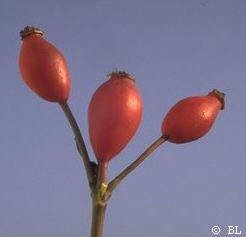 Fruit Églantier