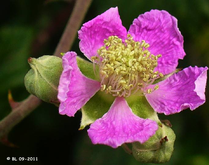 Rubus Ronce fleur