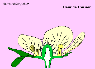 animation botanique