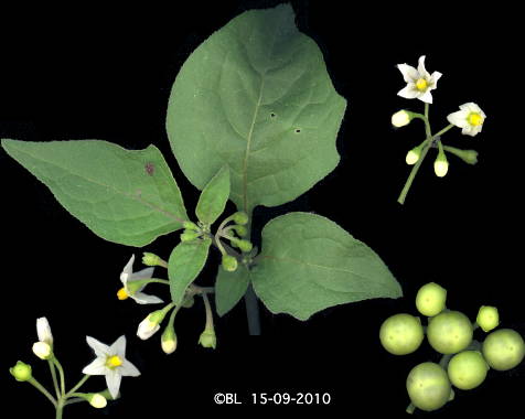 solanum nigrum