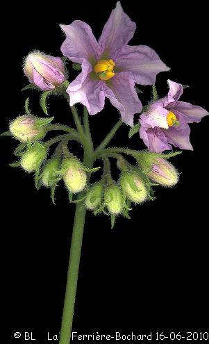 Solanum tuberosum Inflorescence