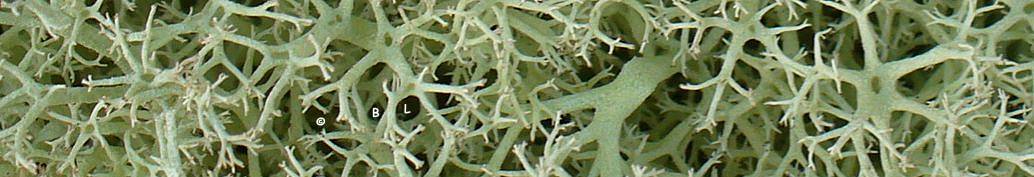 Lichen cladonia