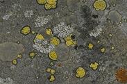 lichen crustacé